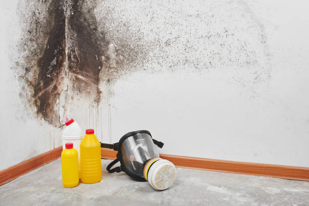 Best Toxic Mold Removal  in Altoona, WI