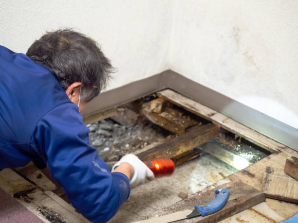 Best Certified Mold Removal  in Altoona, WI
