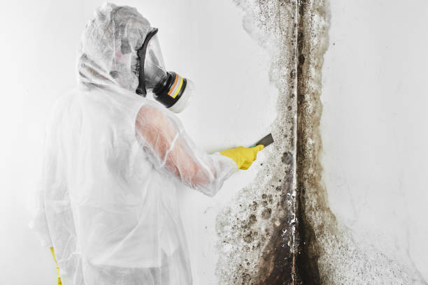 Best Black Mold Removal  in Altoona, WI