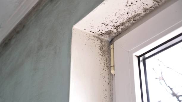 Mold Testing and Removal in Altoona, WI