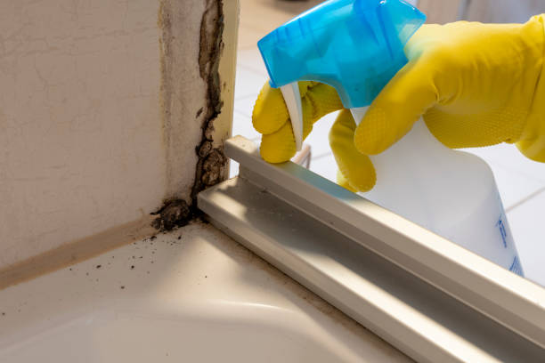 Professional Mold Removal in Altoona, WI