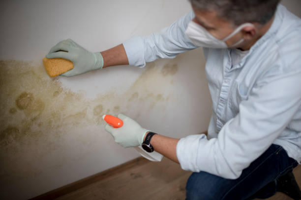 Best Mold Damage Repair  in Altoona, WI